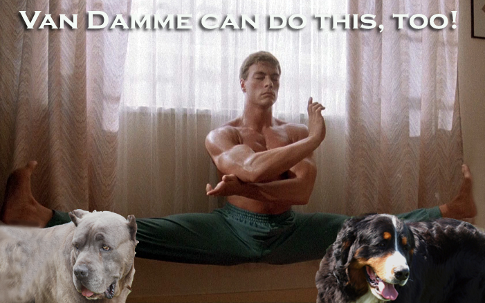 van damme can do this