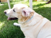 Labrador egyedi nyakörvében -Bol-dog.hu