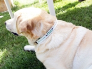 Labrador egyedi nyakörvében -Bol-dog.hu