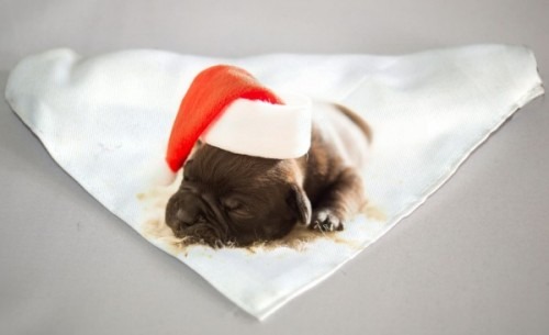 Karácsonyi mintás kutyakendő