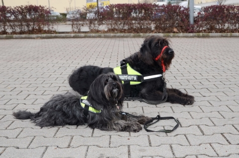  NEO Magyar Segítőkutya Egyesület által kiképzett két hallássérült-segítő kutya