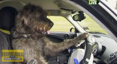 Autóvezető kutya