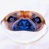 Francia bulldog fényképes alvómaszk / szemmaszk