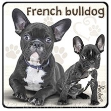 Francia bulldog hűtőmágnes